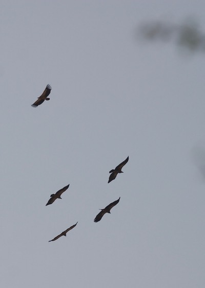Indian Vulture, Gyps indicus