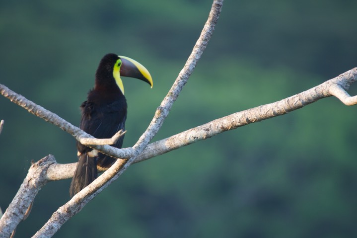 Toucan, Chestnut-mandibled Ramphastos swainsonii - Panama