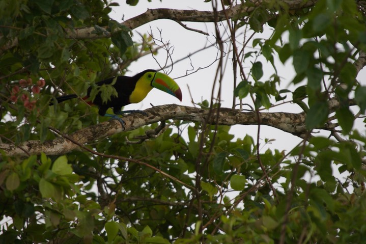 Keel-billed Toucan, Ramphastos sulfuratus Panama