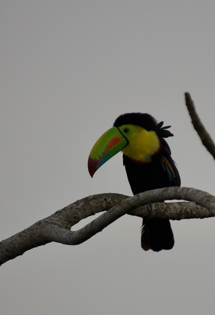 Keel-billed Toucan, Ramphastos sulfuratus Panama