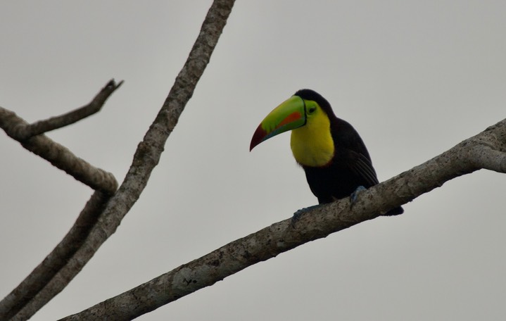 Keel-billed Toucan, Ramphastos sulfuratus Panama