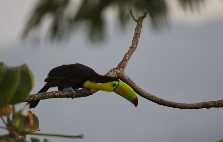 Keel-billed Toucan, Ramphastos sulfuratus Panama