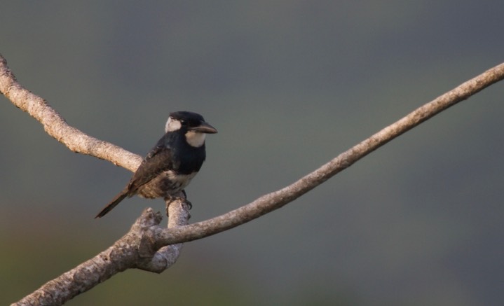 Black-breasted Puffbird, Notharchus pectoralis