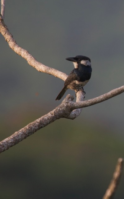 Black-breasted Puffbird, Notharchus pectoralis