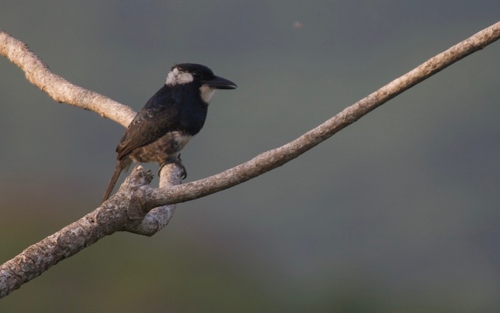 Black-breasted Puffbird, Notharchus pectoralis