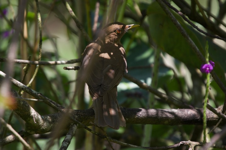 Clay-colored Robing (Thrush), Turdus grayi casius - Panama