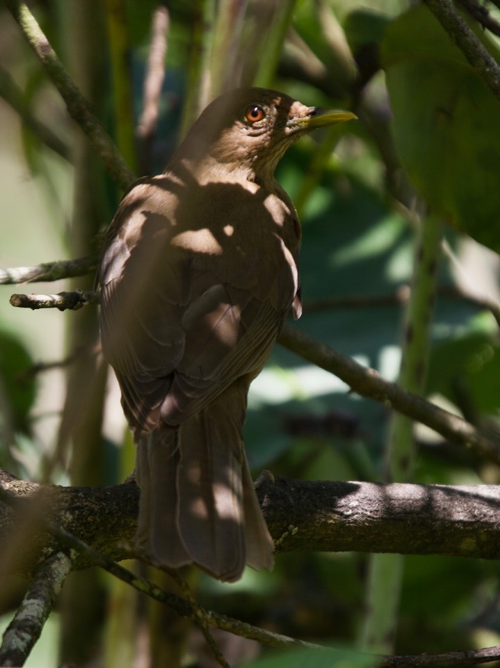 Clay-colored Robing (Thrush), Turdus grayi casius - Panama