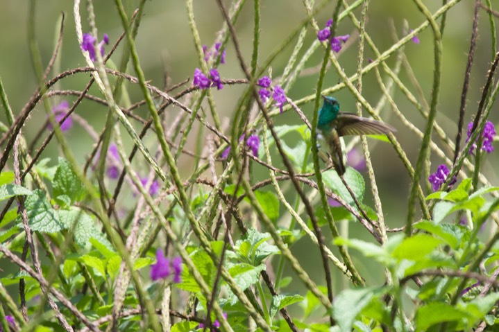 Snowy-bellied Hummingbird, Amazilia edwardi - Panama