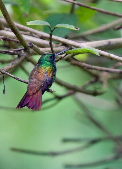 Snowy-bellied Hummingbird, Amazilia edwardi - Panama