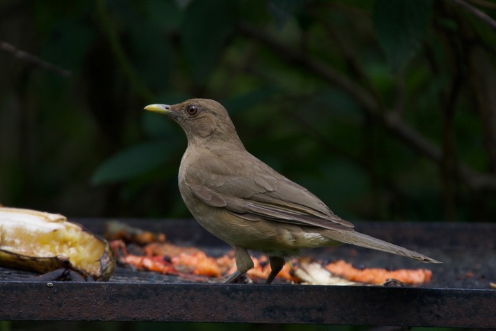 Clay-colored Robing (Thrush), Turdus grayi casius - Panama