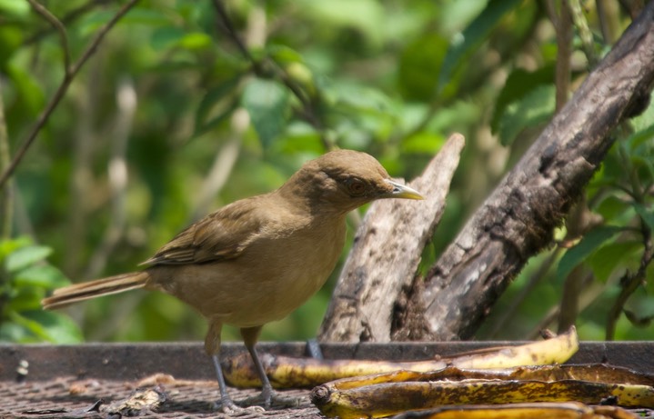 Clay-colored Robing (Thrush), Turdus grayi casius - Panama