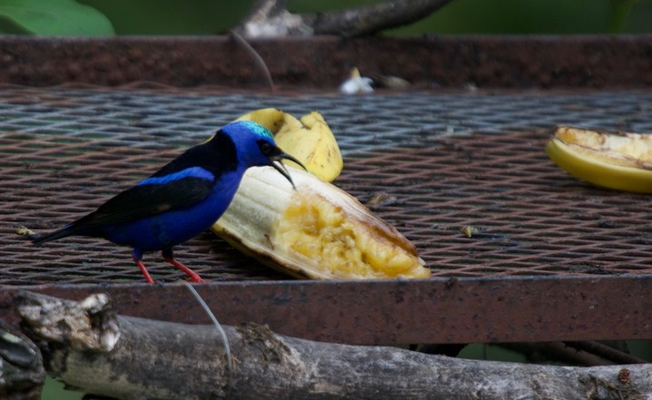 Red-legged Honeycreeper Cyanerpes cyaneus