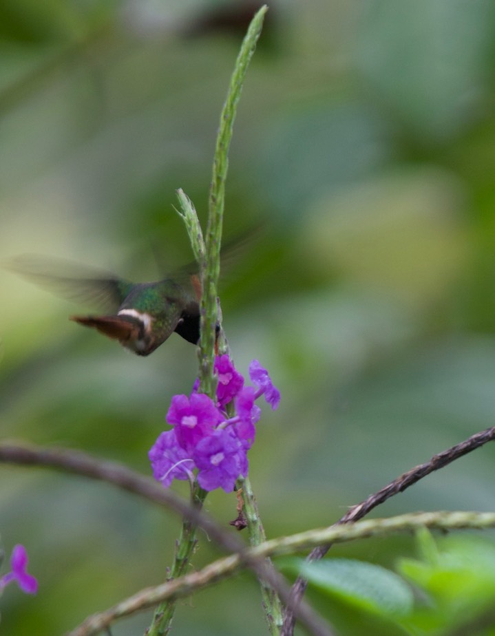 Rufous-crested Coquette, Lophornis delattrei, Panama