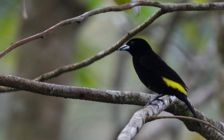 Flame-rumped Tanager Ramphocelus flammigerus icteronotus  Panama