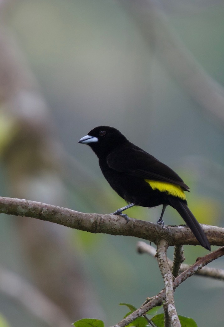 Flame-rumped Tanager Ramphocelus flammigerus icteronotus  Panama