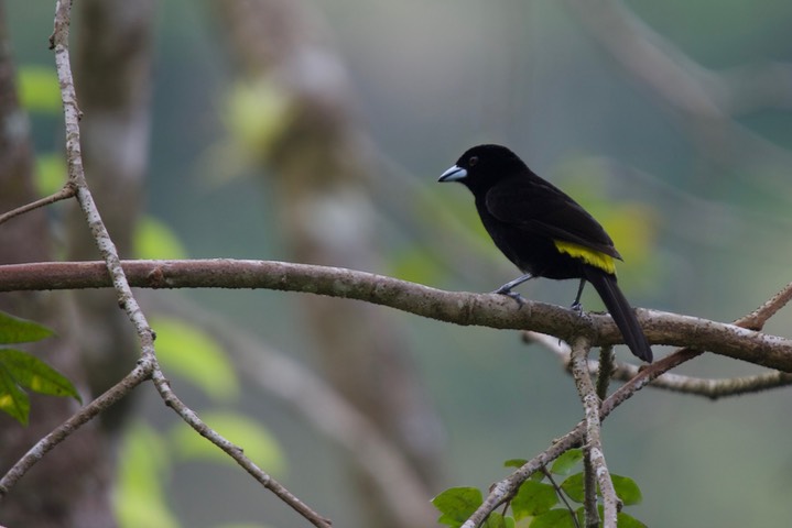 Flame-rumped Tanager Ramphocelus flammigerus icteronotus  Panama