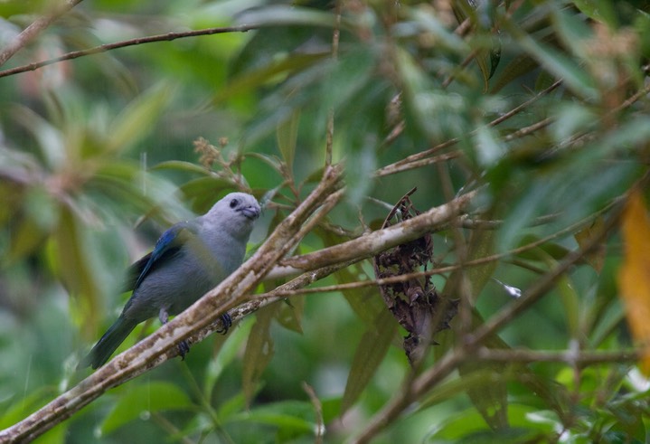 Panama