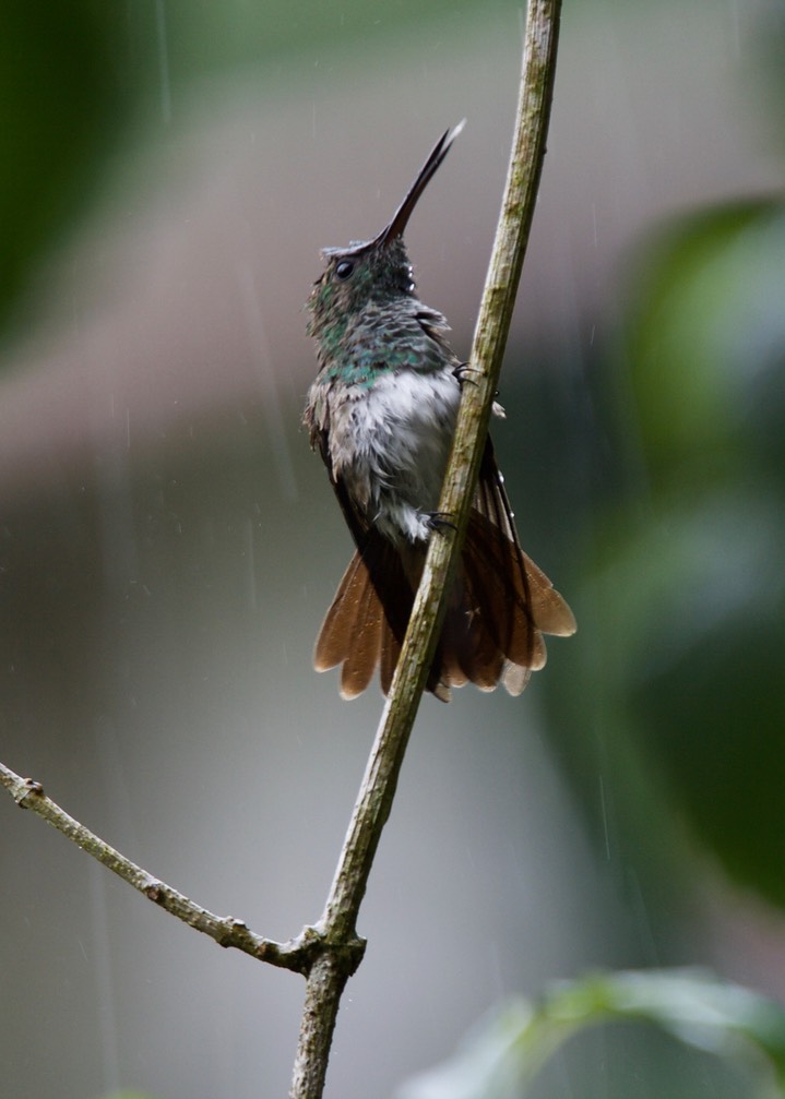 Snowy-bellied Hummingbird Amazilia edwardi  Panama