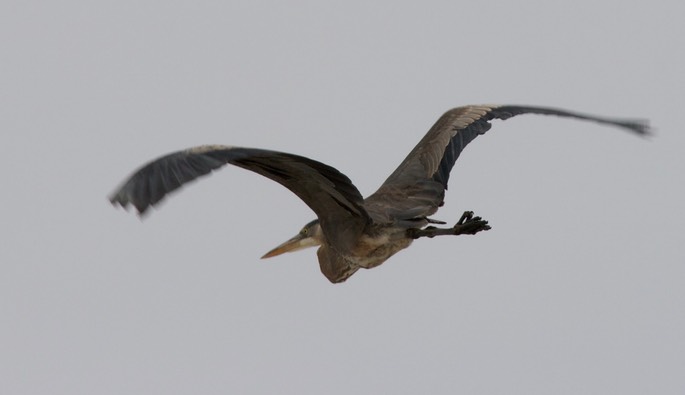 Heron, Great Blue