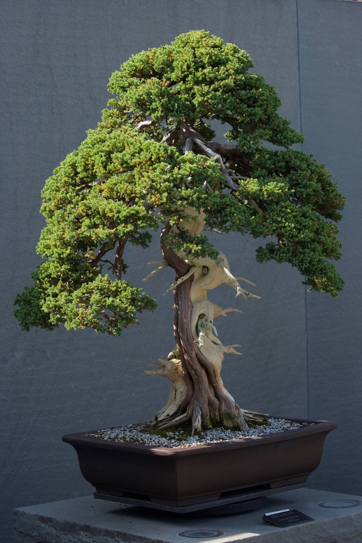 National Bonsai & Penjing Museum