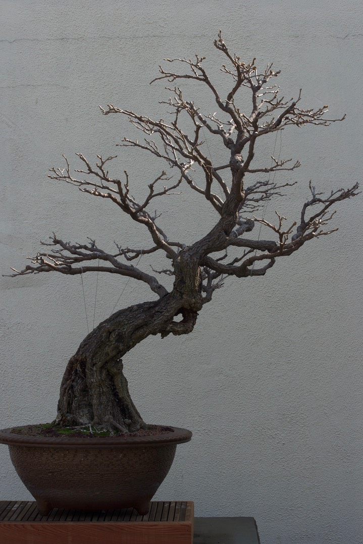 National Bonsai & Penjing Museuma