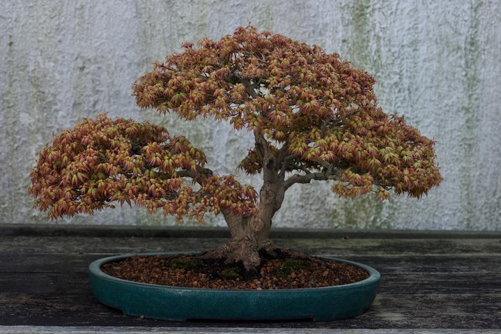 National Bonsai & Penjing Museum