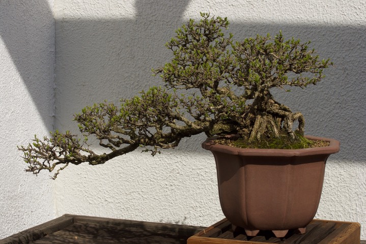 National Bonsai & Penjing Museum8