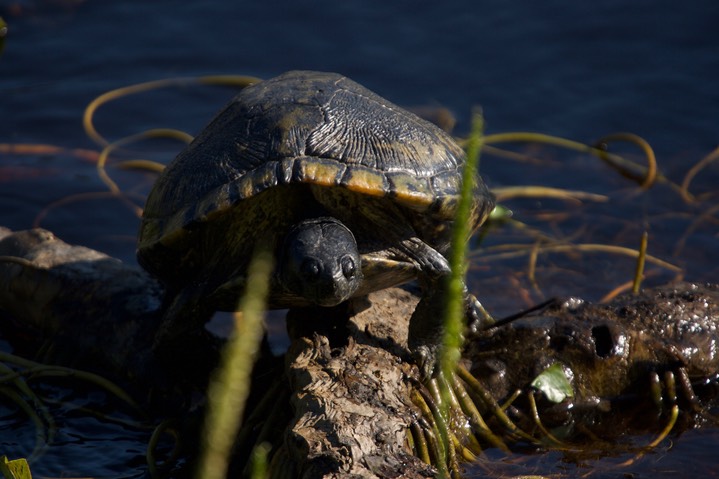 Common box Turtle, Terrapene carolina