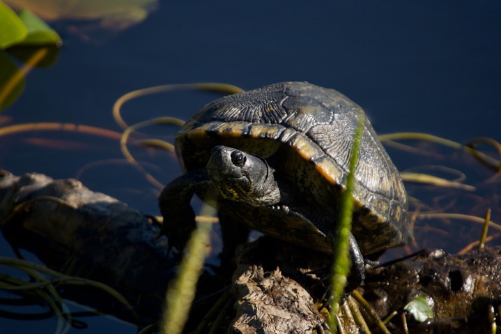 Common box Turtle, Terrapene carolina