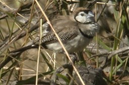 Finch, Double-barred 1