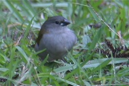 Finch, Red-browed 2