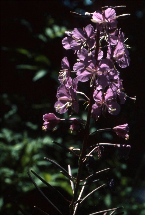 fireweed816