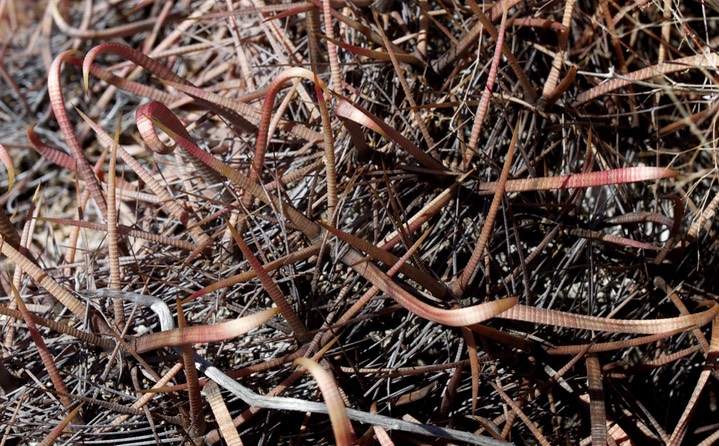 fish hook cactus