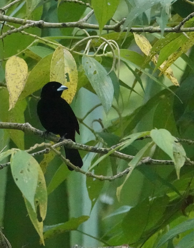 Flame-rumped Tanager f1