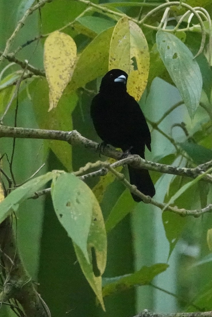 Flame-rumped Tanager f2