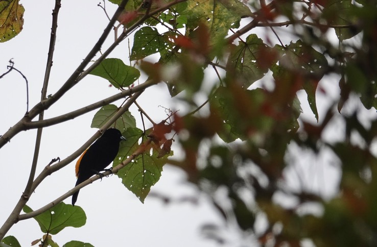 Flame-rumped Tanager1