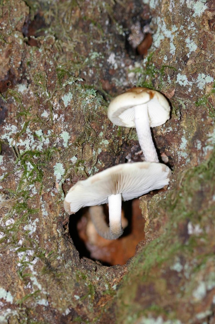 FLAMMULINA SPECIES MAYBE 09843_JFR