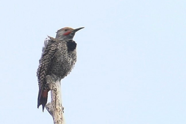 Flicker, Northern 2