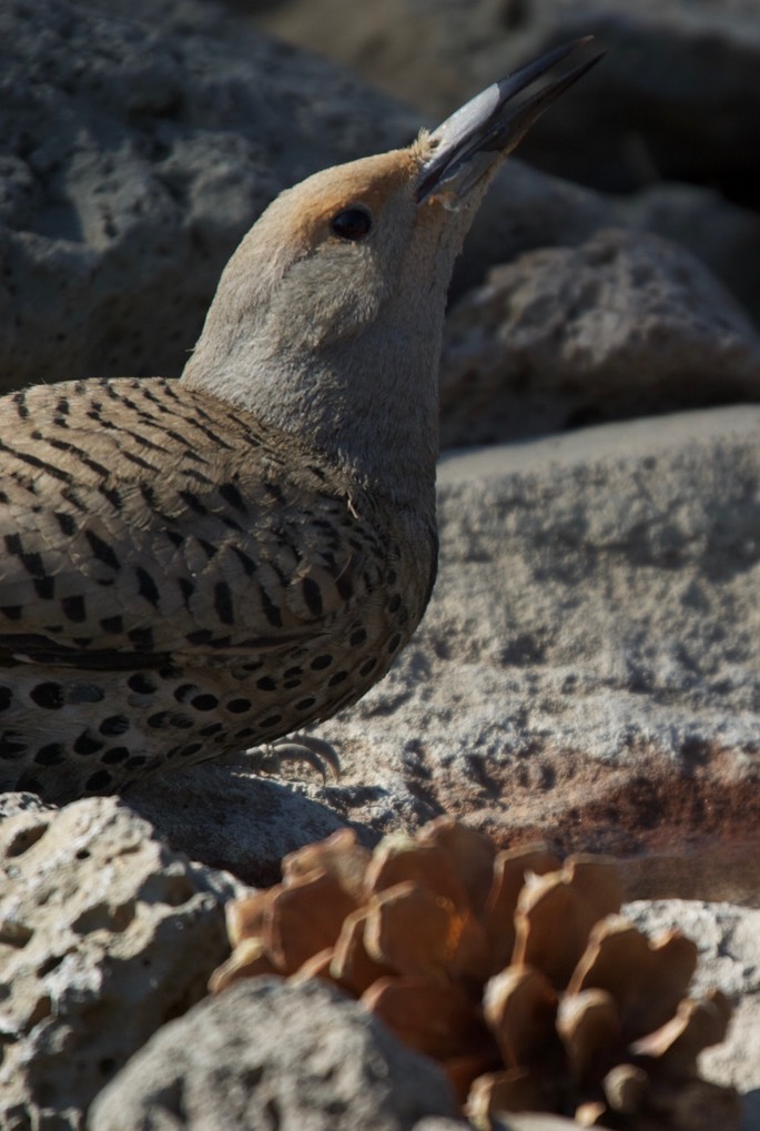 Flicker, Northern Red-shafted 1