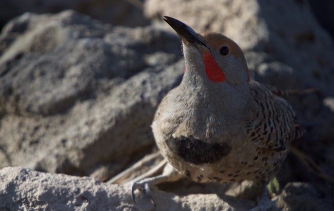 Flicker, Northern Red-shafted 3