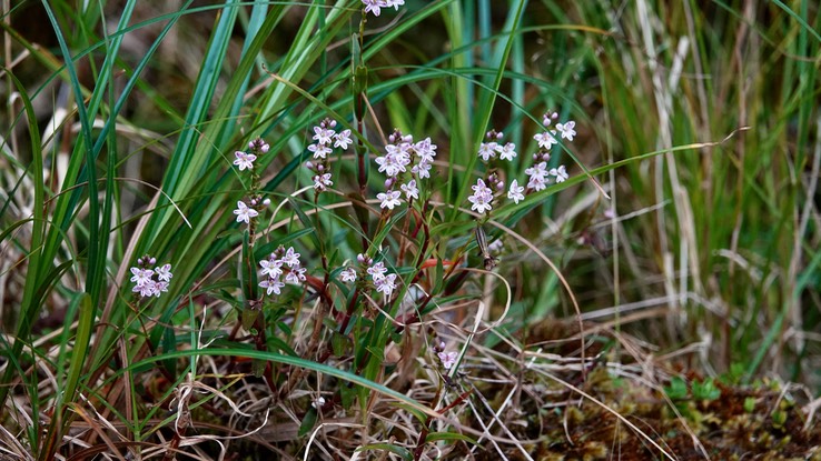 flora e2