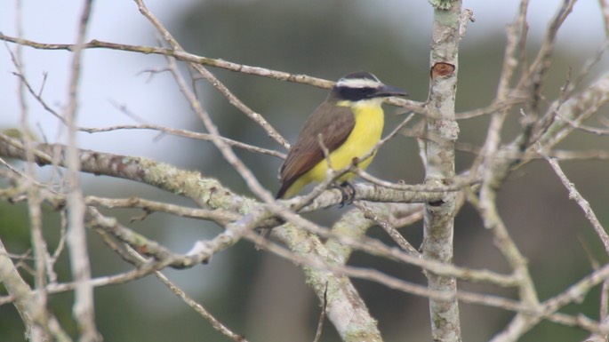 Flycatcher, Boat-billed 4