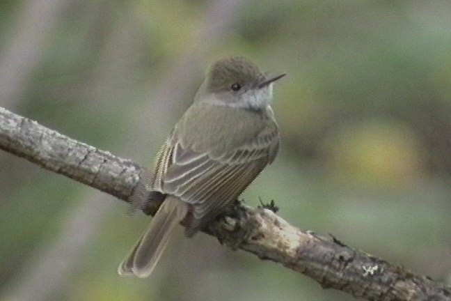 Flycatcher, Dusky-capped 2