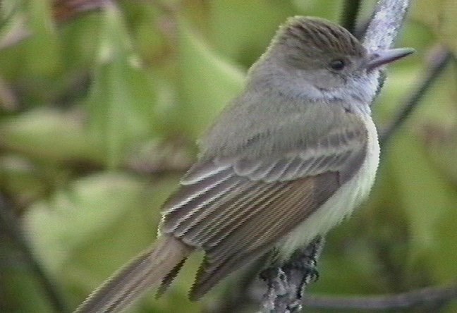 Flycatcher, Dusky-capped 3