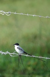 Flycatcher, Fork-tailed 6