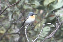 Flycatcher, Leaden 3