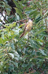 Flycatcher, Social   Myiozetetes similis3