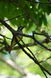 Flycatcher, Sulphur-bellied Myiodynastes lueiventris