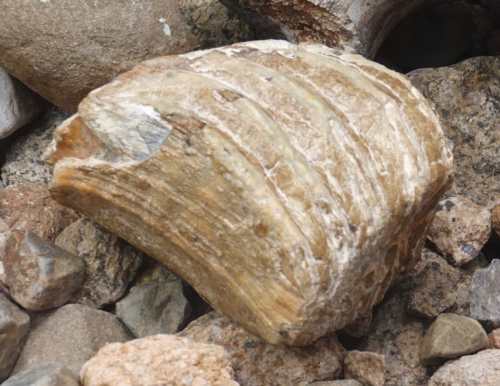   Fossilized Mammoth Tooth   