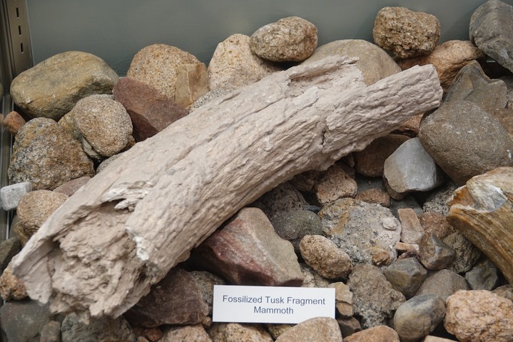 Fossilized Mammoth Tusk Fragment    